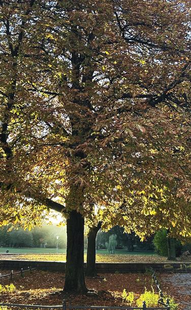 Foto: ein Herbstbaum im Sonnenschein.