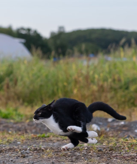 This photo shows a black-and-white cat running or flying low to the ground; it was taken by Japanese street-cat photographer Masayuki Oki.