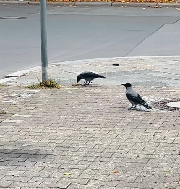 Video: mehrere Nebelkrähen picken Nüsse vom Boden und flattern umher